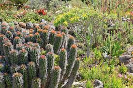 Image result for Euphorbia unicornis