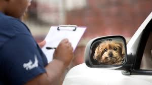 Priceless pets will provide veterinary care for dog(s), puppy(s), cat(s), or kitten(s) being fostered at the priceless pets vet clinic located in chino hills, ca. A Rare Economic Bright Spot In The U S Health System The Vet S Office The New York Times
