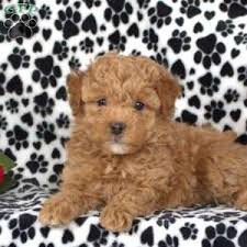 Most trusted source of havapoo puppies for sale. Havapoo Puppies For Sale Greenfield Puppies
