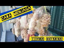 Benih cendawan kukur dimasukkan ke dalam beg medium yang telah siap dikukus. Cara Penjagaan Bongkah Cendawan Sisiremas Di Rumah Cendawan Kukur Kulat Sisir Youtube