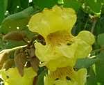 Image result for Markhamia obtusifolia