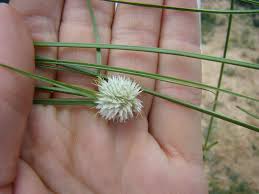 Image result for Kyllinga alba