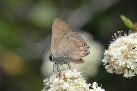 Image result for Satyrium sceptrum