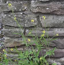 Image result for Sisymbrium orientale