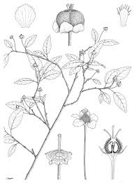 Image result for Andrachne ovalis