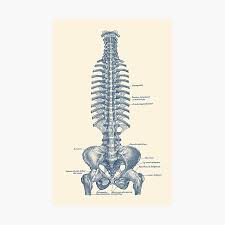 Backbone network diagraming backbone network is a part of computer network infrastructure that interconnects various pieces of network, providing a path for the exchange of information between. Human Spine Gifts Merchandise Redbubble
