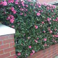Sasanqua Camellia Google Image Result For Http Arbornet Com Au Images Camellia 2520sasanqua 2520 2520img00010 201007 Plants Shrubs For Privacy Garden Shrubs