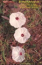 Image result for Ipomoea papilio