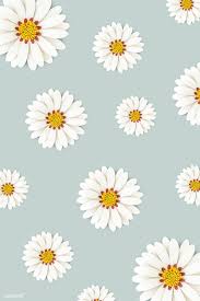 Download Premium Psd Of White Daisy Flower On Light Blue Background 1202450 Daisy Wallpaper Flower Phone Wallpaper Daisy Background