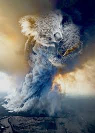 Australia Fire Koala Hug Metal Poster Team Awesome Displate Nature Posters Cool Artwork Print Artist