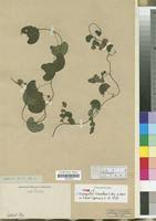 Image result for Cissampelos torulosa