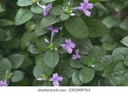 Image result for Barleria grandipetala