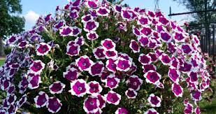 Petunia Basket Medley Greenhouse Product News