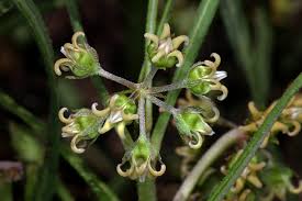 Image result for Stenostelma capense