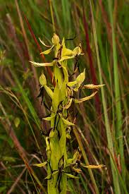 Image result for Centrostigma clavatum