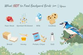 Top 10 Worst Foods To Feed Backyard Birds