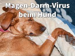 Magen darm grippe beim hund. Magen Darm Virus Beim Hund Symptome Und Infekte Behandeln