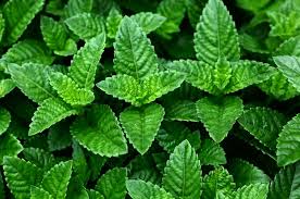 Check spelling or type a new query. Daun Cincau Hitam Jual Cincau Hitam Kualitas Eksport Facebook