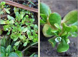 Image result for Montia fontana