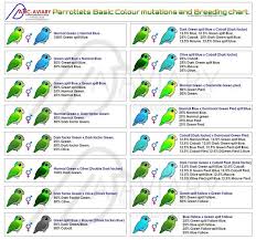 Parrotlets Basic Colour Mutation And Breeding Chart