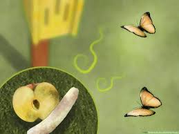 This frog at dow gardens butterfly house is enjoying a snack. How To Build A Butterfly House With Pictures Wikihow