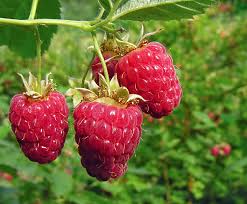 Apple trees are often plagued with worms, the two most common being the coddling moth and the meal worm. 24 Amazing Benefits And Uses Of Neem Oil For Plants