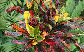 Image result for Codiaeum variegatum