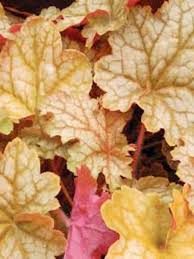 Heuchere Ginger Ale Heuchera Le Jardin Du Pic Vert Heuchera 'peach flambé' get the latest free version of acrobat® reader™ here. heuchere ginger ale