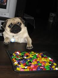 If Only My Arms Were A Little Longer Pug Memes Pugs Nyan Cat