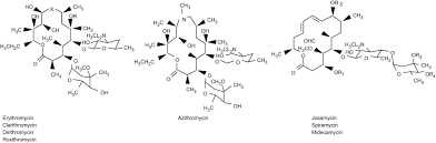 Image result for Macrolide