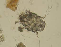 These treats are high quality, species appropriate chews which are wholesome and nutritious. Ear Mite Wikipedia