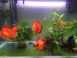 We did not find results for: Bare Bottom Planted The Planted Tank Forum