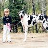You can also find them on face book i am so in love with great danes that i now show them in conformation and occasionally breed them. 1