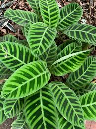 Image result for Marantaceae