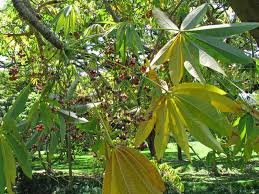 Image result for Sterculia appendiculata