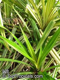 Image result for Pandanus sp. B