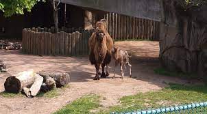 The zoo was founded in 1868, making it the fourth oldest zoo in north america. Lincoln Park Zoo S Bactrian Camel Baby Is Doing Well Chicago Tribune