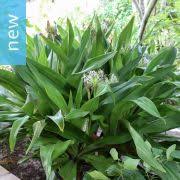 Image result for Crinum macowanii
