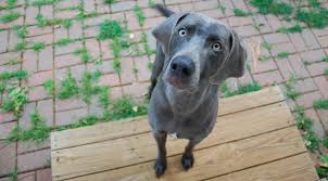 The small clinic with big care! we promise that your pet will feel right at home. Exceptional Home Veterinary Care Hospice Home Euthanasia In Asheville Hendersonville Greenville Spartanburg Areas Veterinary