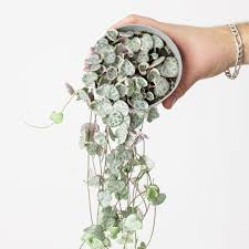 Image result for Ceropegia plocamoides