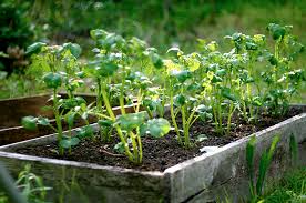 Check spelling or type a new query. When Are Potatoes Ready To Harvest Hobby Farms