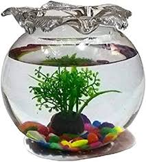 It will have two mt. Buy Kapdholia Glass Flower Pot Fish Bowl 5 L With Free 200g Multicolour Gravels Online At Low Prices In India Amazon In