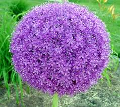 Image result for Alliaceae