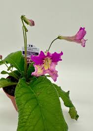 Image result for Streptocarpus
