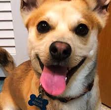 18,342 likes · 430 talking about this. Alaskan Shelter Dogs Home Facebook