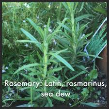 Everypost Latin Herbs Rosemary