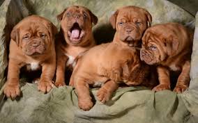 The mastiff is one of the most ancient types of dogs. 4 Things To Know About French Mastiff Puppies Greenfield Puppies