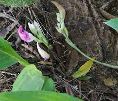 Image result for Rhodopentas bussei