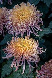 Chyrsanthemums At Longwood Gardens Beautiful Flowers Pictures Chrysanthemum Flower Chrysanthemum