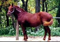 The curly horse the coat of a curly horse is the most distinguishing feature that sets it apart from other breeds of horses. About Curlies